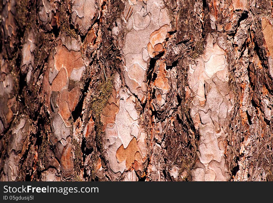 Pine tree bark brown background