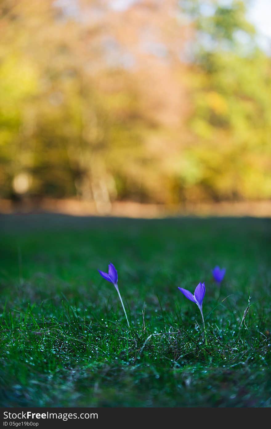 Spring Flowers In The Mountains