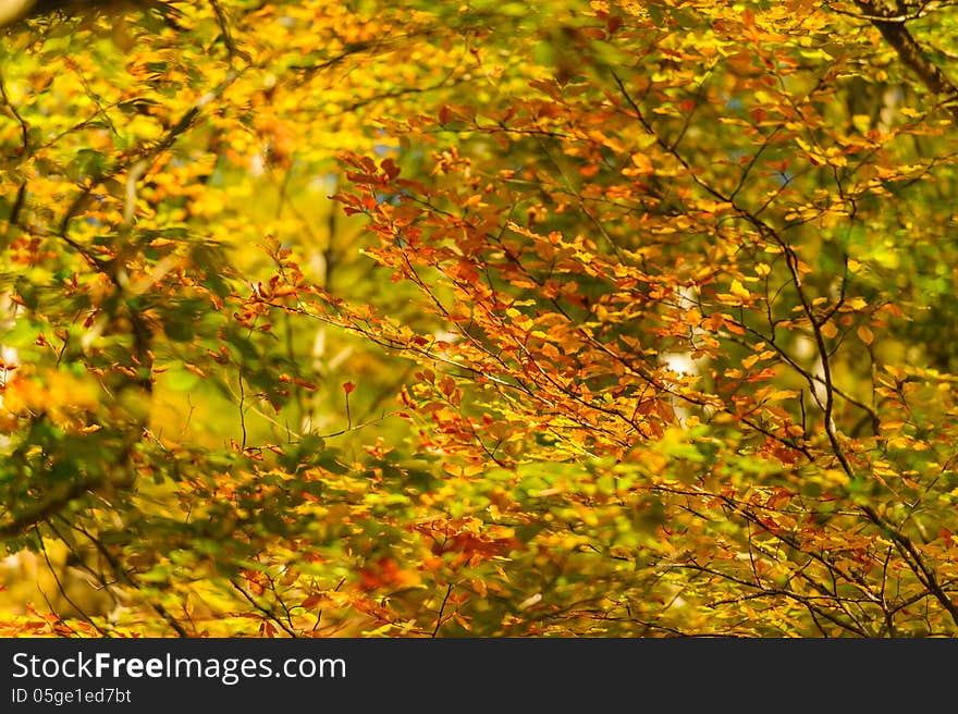 Beautiful autumn foliage in the forest