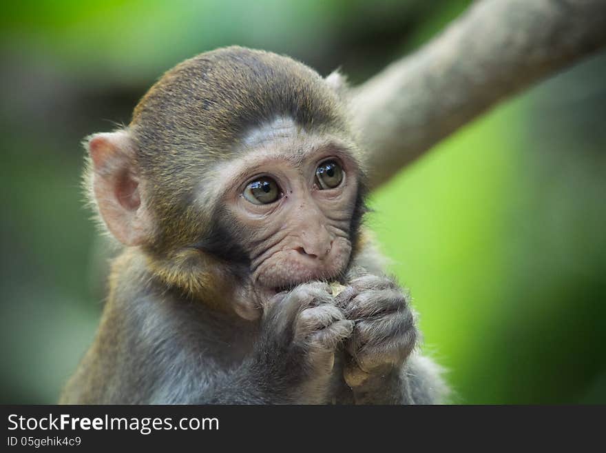 A rhesus macaque with innocent face