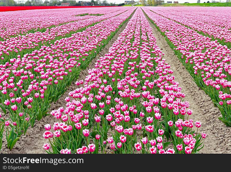 Tulip Field On Agricultural Land