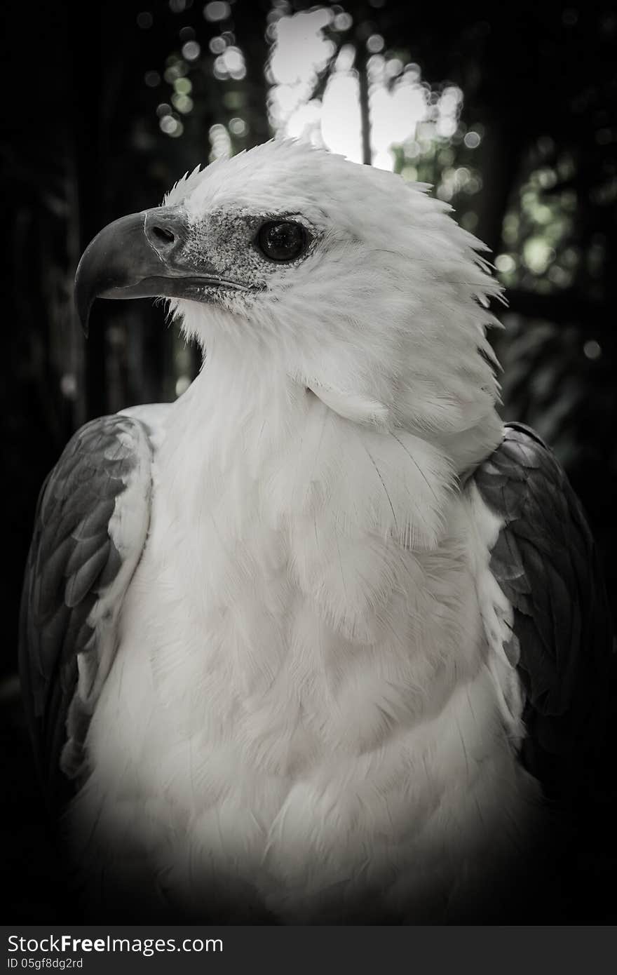 Portrait Of A White Eagles Head In Black And White