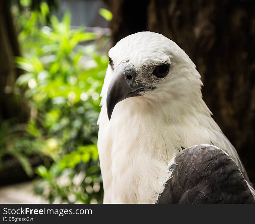 Focus On The Face Of A White Eagles Head under sunlight