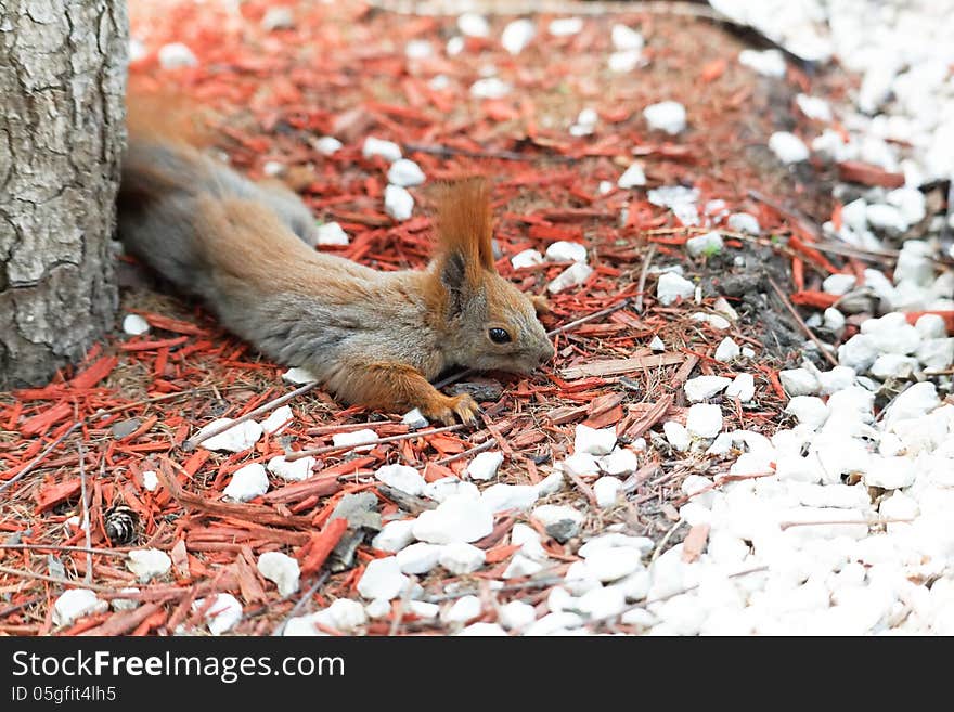 Squirrel Near The Tree