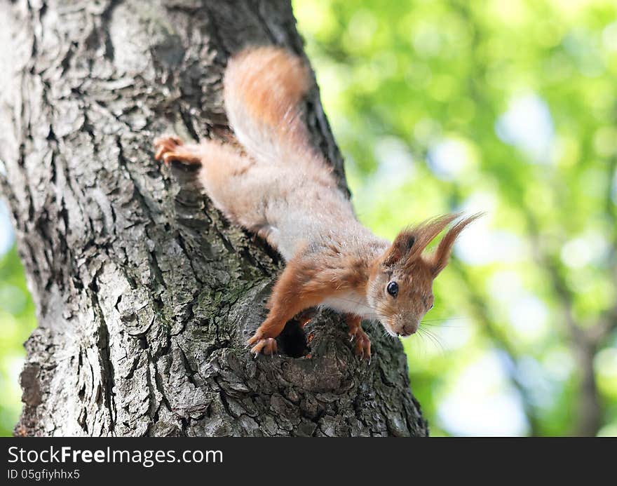 Squirrel on the tree day summer