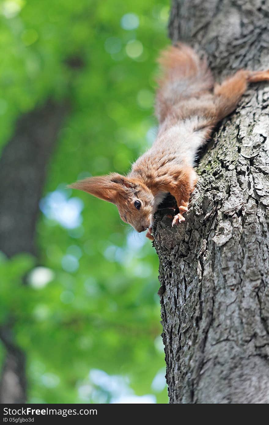 Squirrel down from the tree day summer