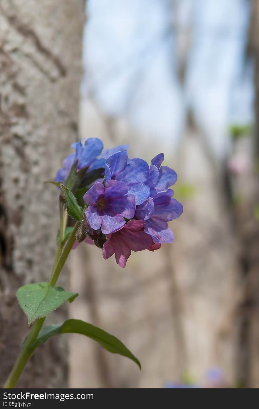 Lungwort blossoms (Pulmonaria obscura) in spring.