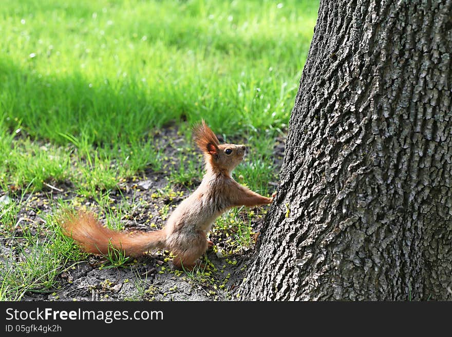 Squirrel front of the tree