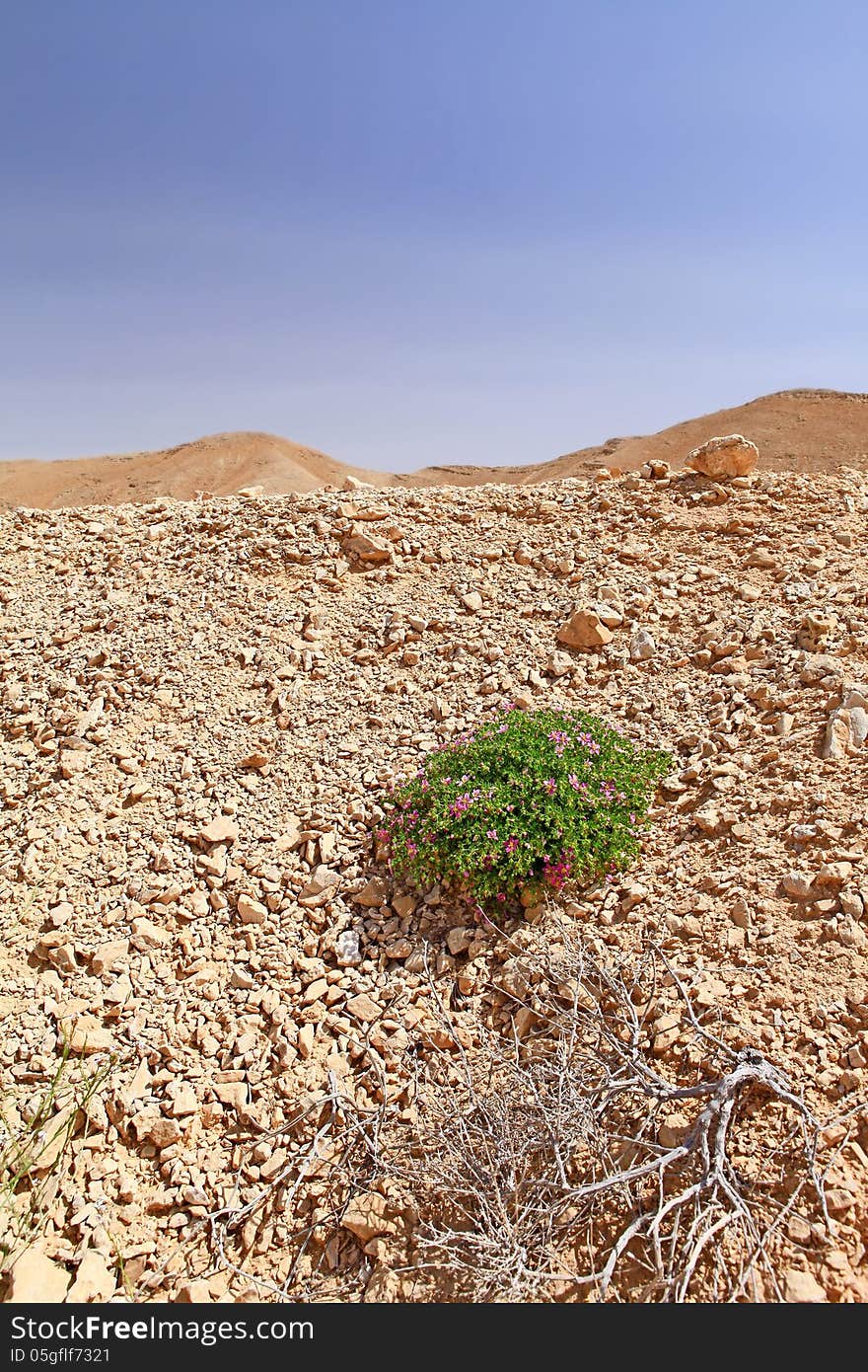 Life in the desert, in the unbearable heat