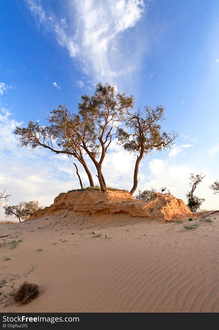 Heat, the trees in a desert on a background of blue sky