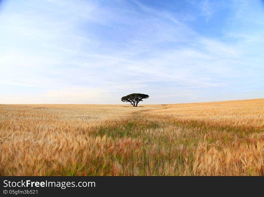 The only tree on a field of wheat. The only tree on a field of wheat