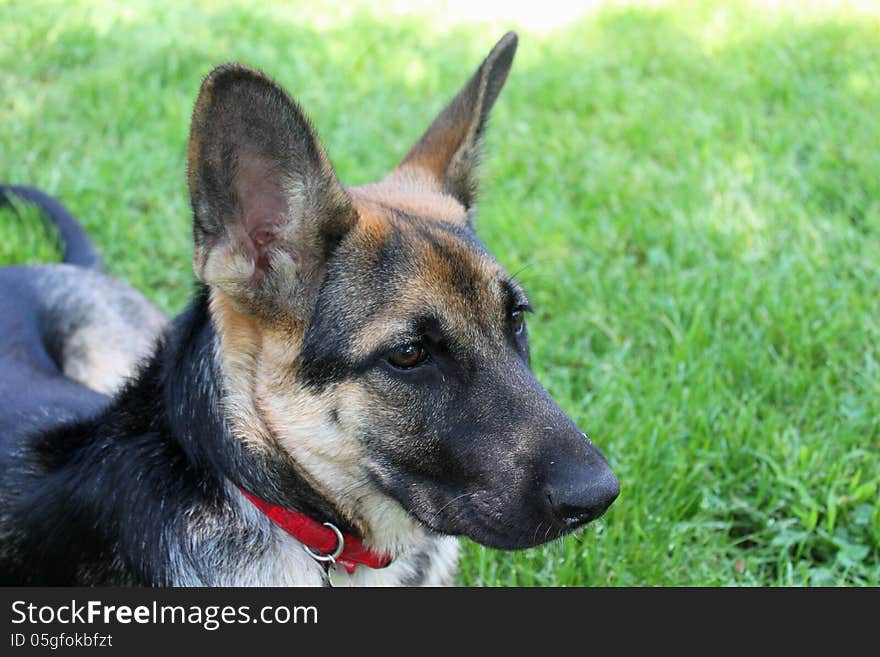 Portrait of german shepherd in alert