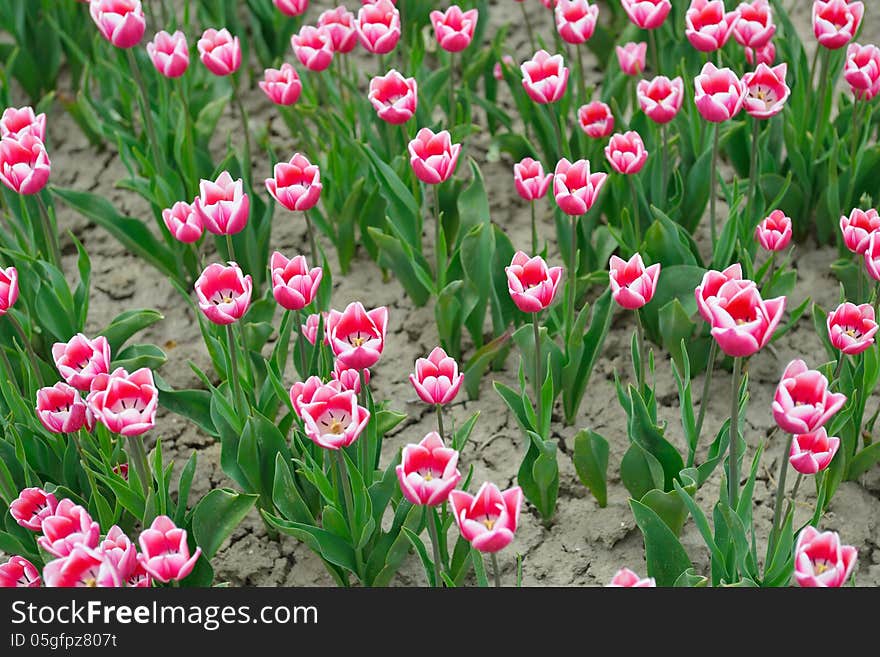 Tulip field on agricultural land