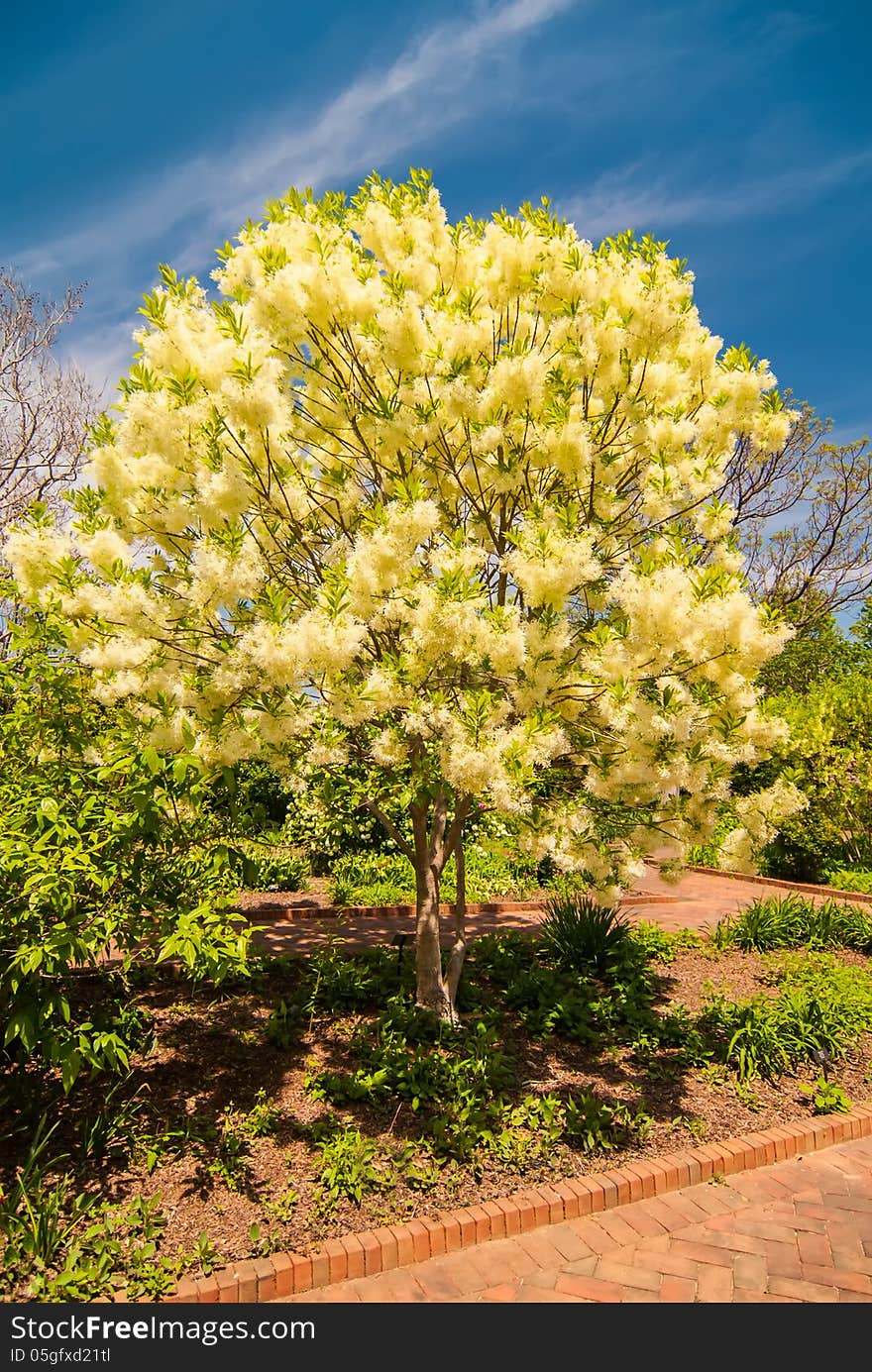 White, fleecy blooms  hang on the branches of fringe tree