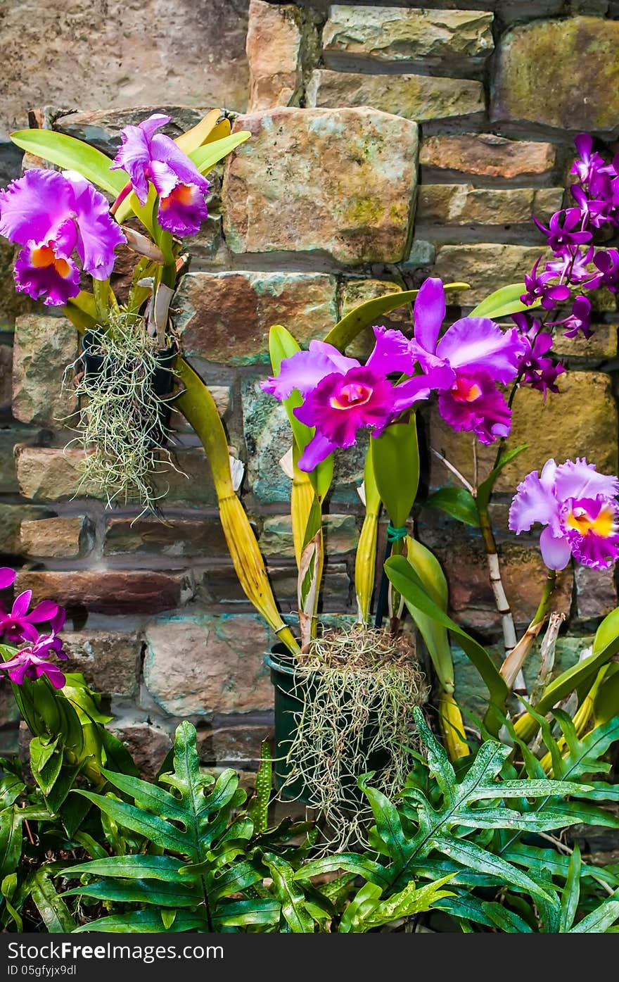 Purple orchids with cultured stone background