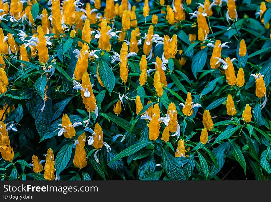 Blossoming Pachystachys lutea