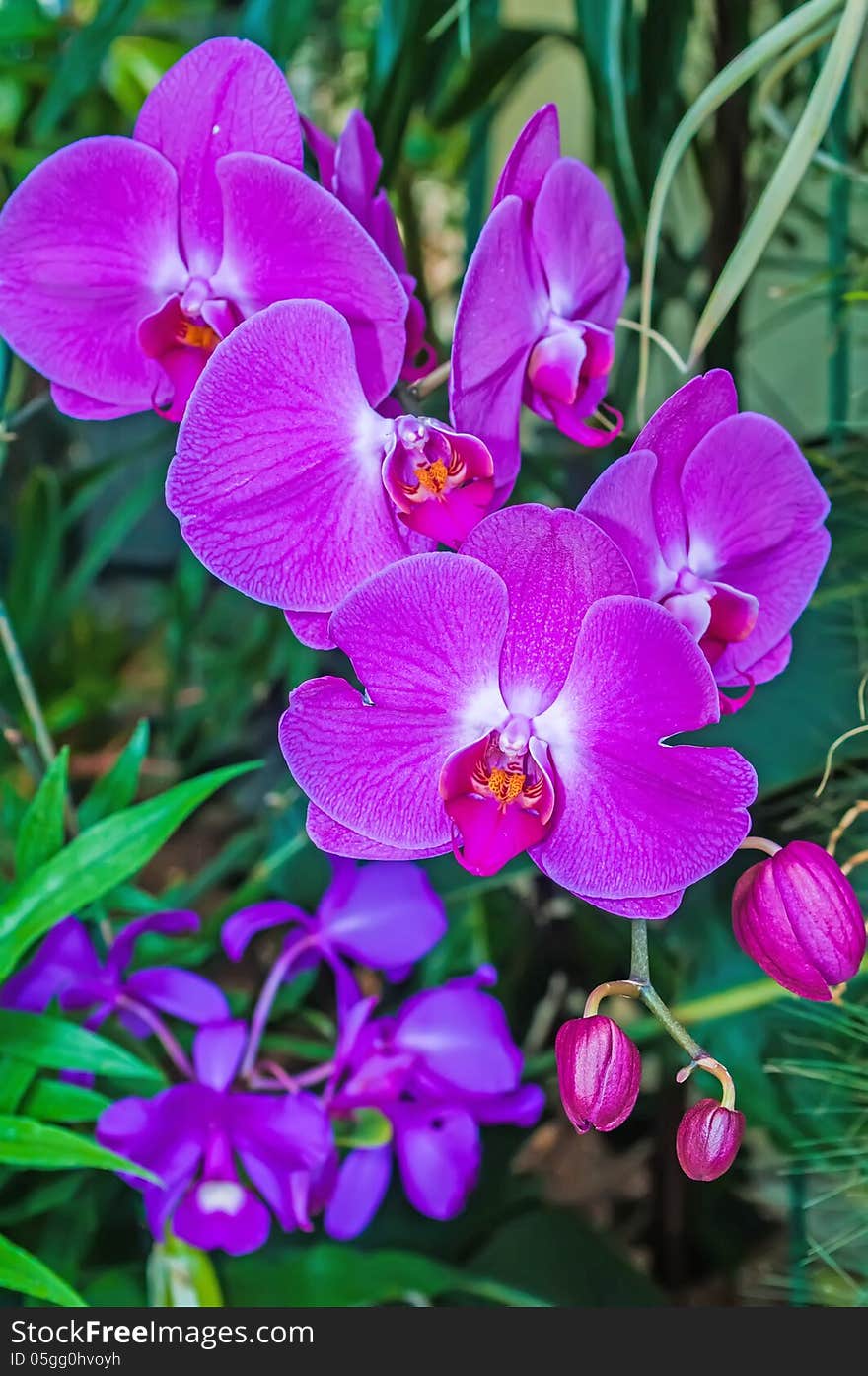 Beautiful purple orchid - phalaenopsis