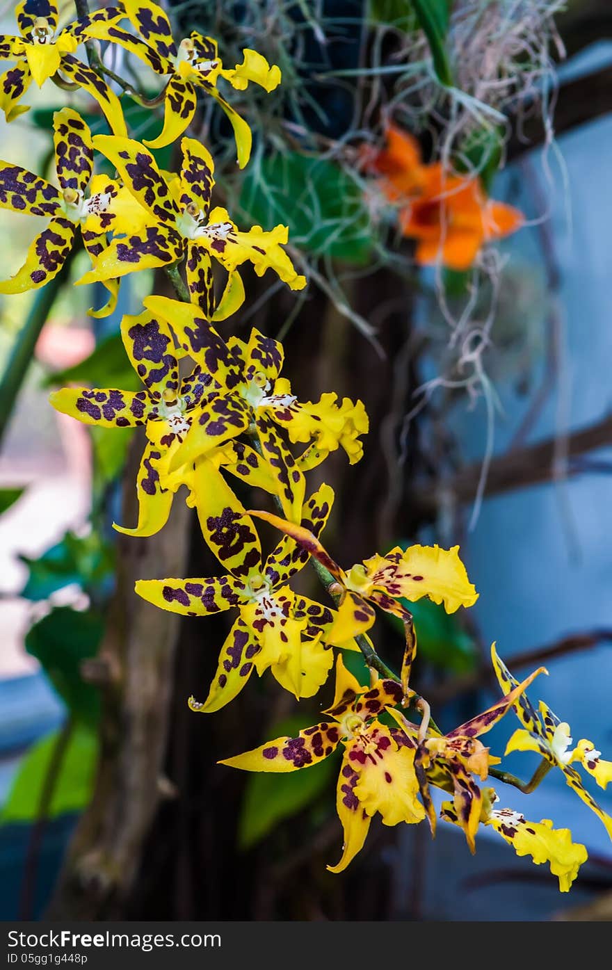 Leopard mini orchids