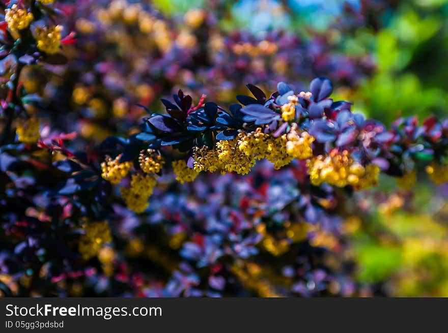 Prickly brown bush with yellow flowers