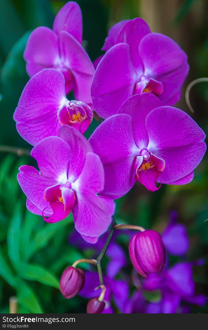 Beautiful purple orchid - phalaenopsis