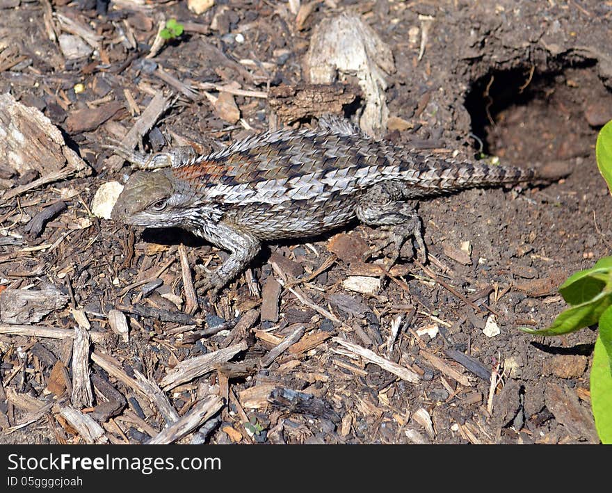 A scaly lizard builds a home in a Texas garden.