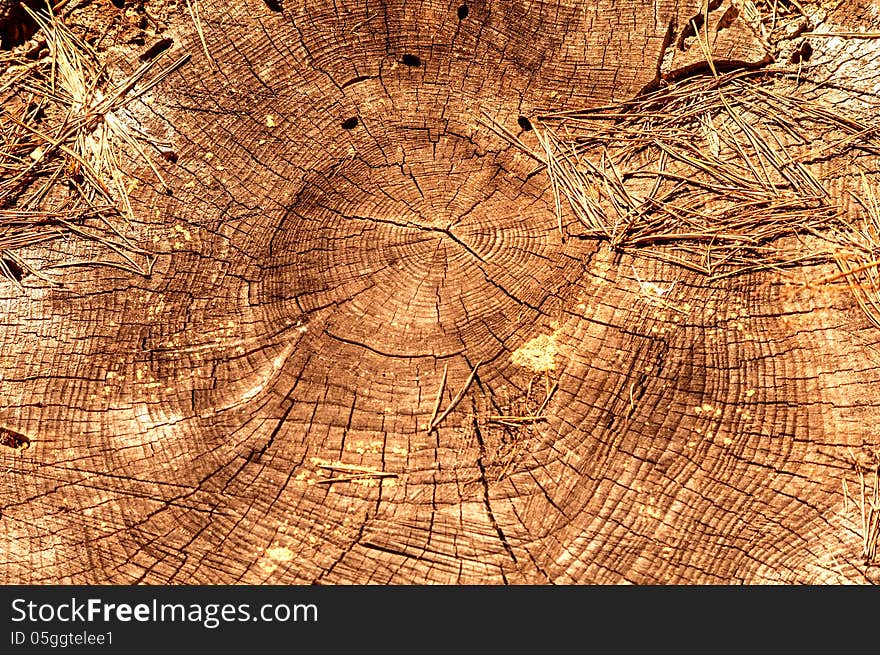 Old stump with needles on it top view