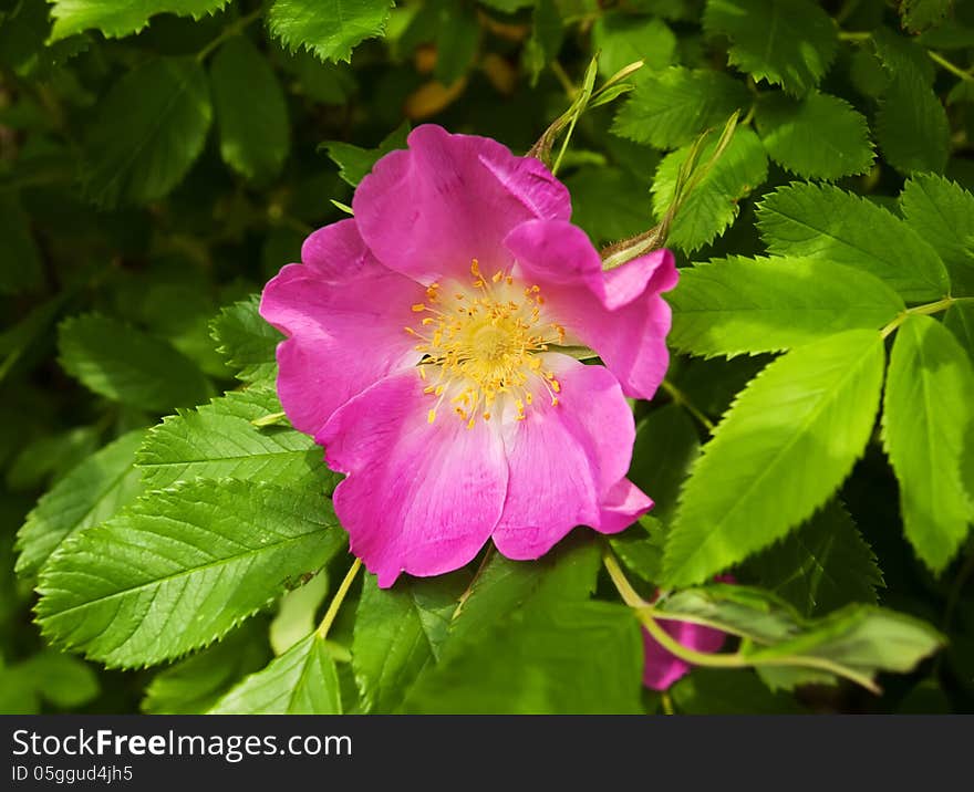 Beautiful  Dog Rose flowers on nature green background. Beautiful  Dog Rose flowers on nature green background