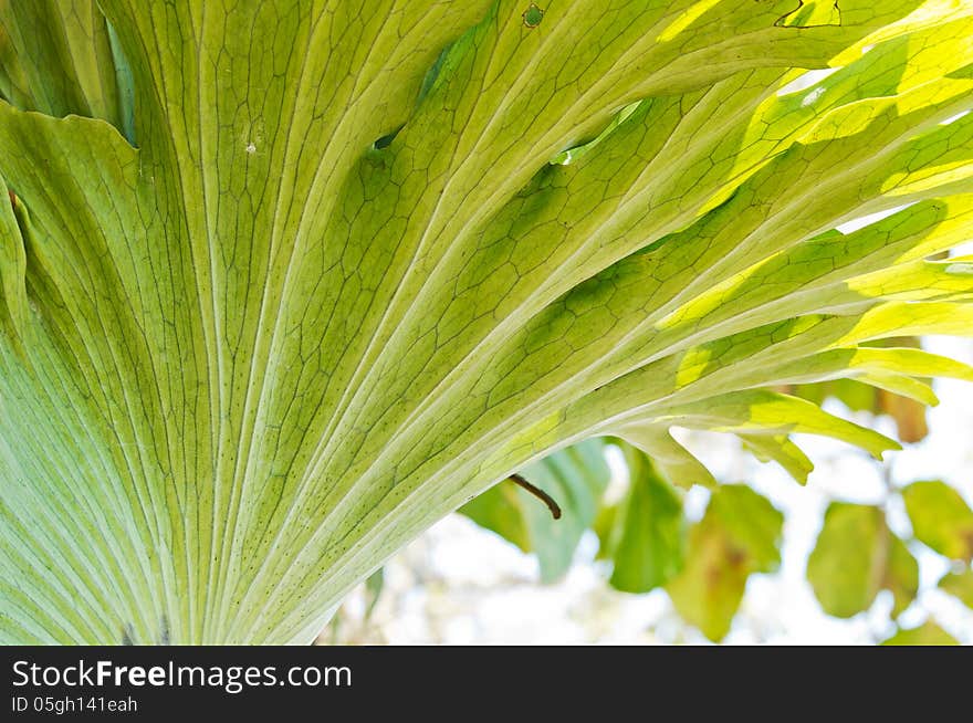 Close up view of andinum fern (Platycerium coronarium fern)