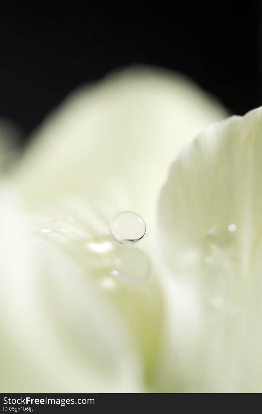 Water drop on a pansy flower and the light forming a heart next to the drop. Water drop on a pansy flower and the light forming a heart next to the drop