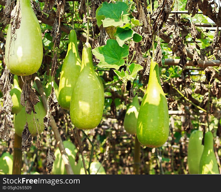 A lot of fresh calabash hanging on the garden