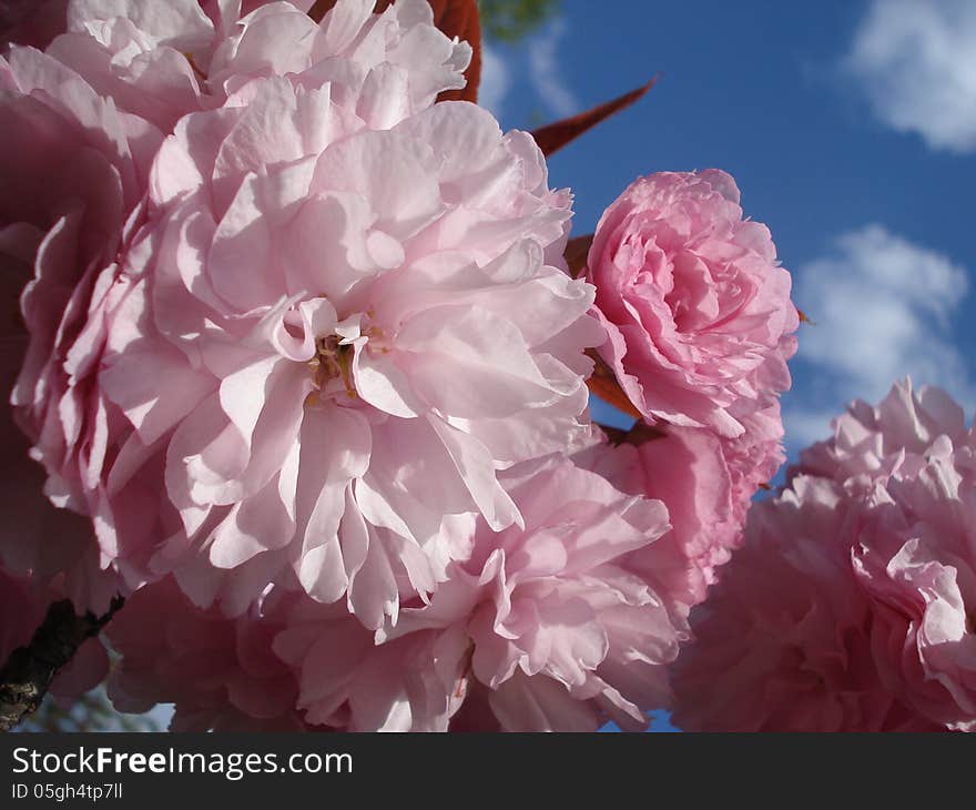 Delicate pink sakura blossoms