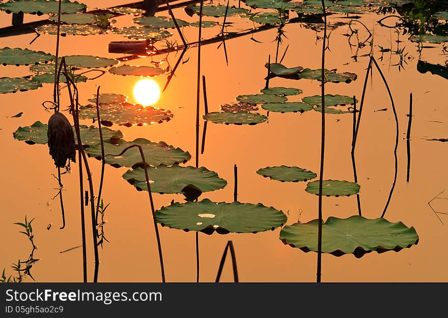 The sun reflect on lake with lotus leaves