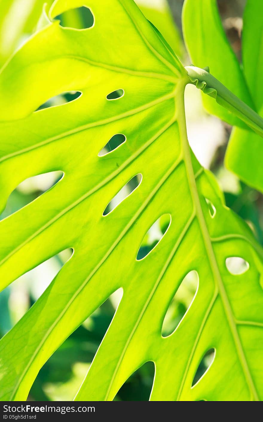 The structure of nature green leaf in close up view background