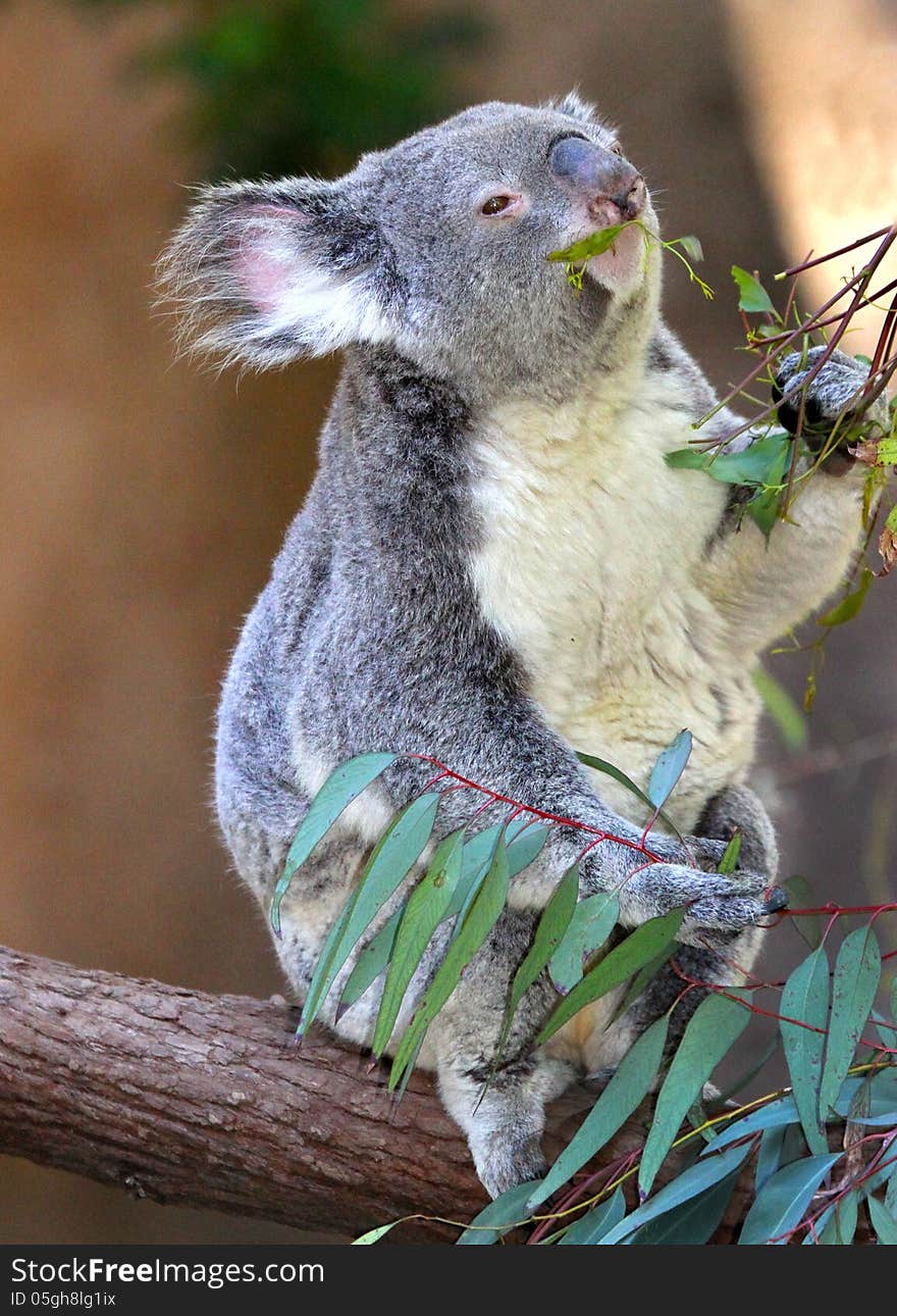 Close Up Detail Of Young Koala Bear Eating Eucalyptus Leaves