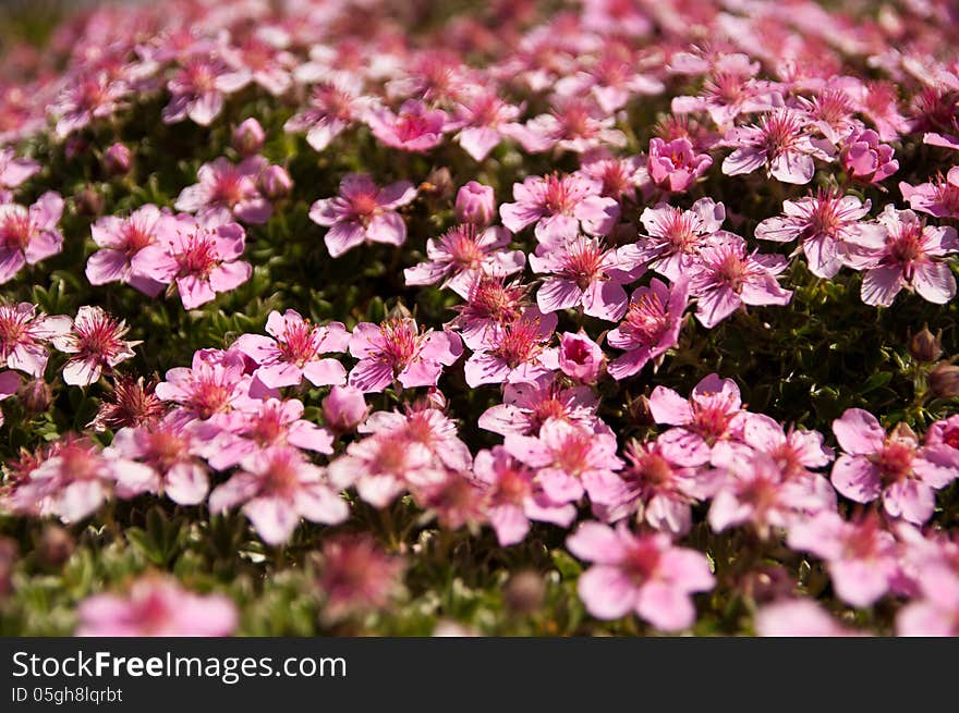 Mountain flowers