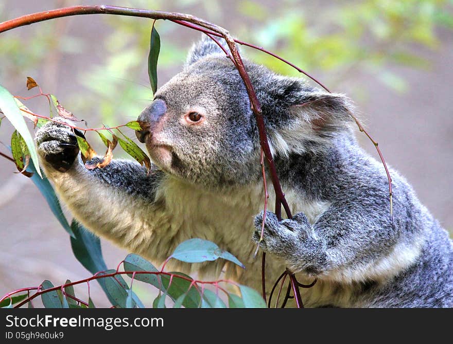 Close Up Detail Of Young Koala Bear Eating Eucalyptus Leaves