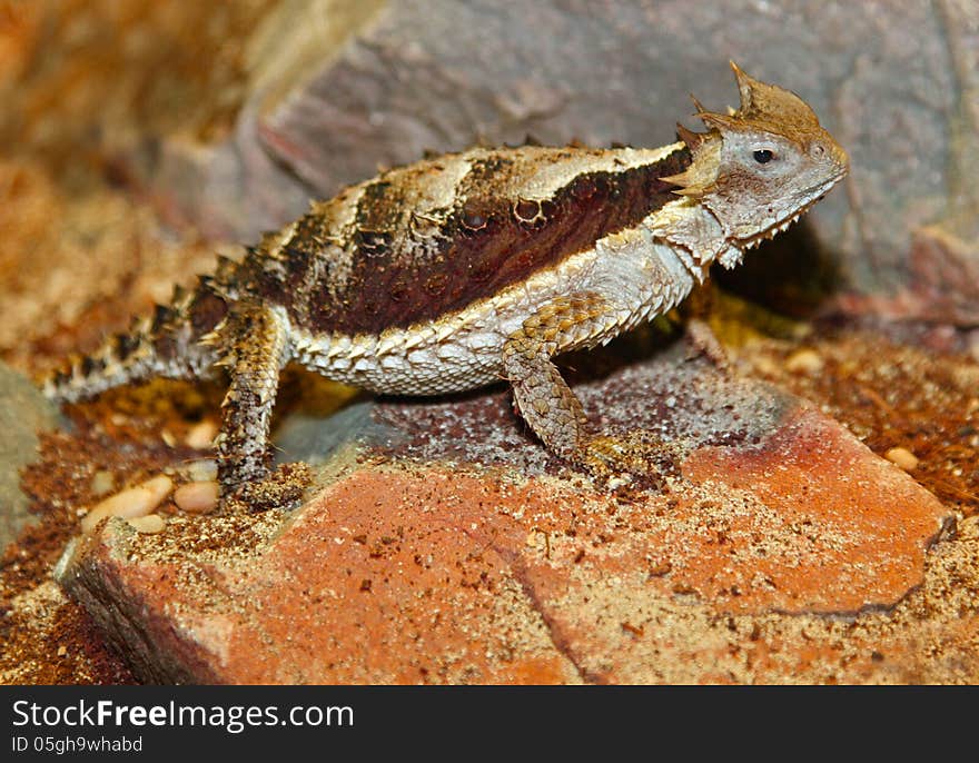 Giant Horned Lizard Close Up Profile