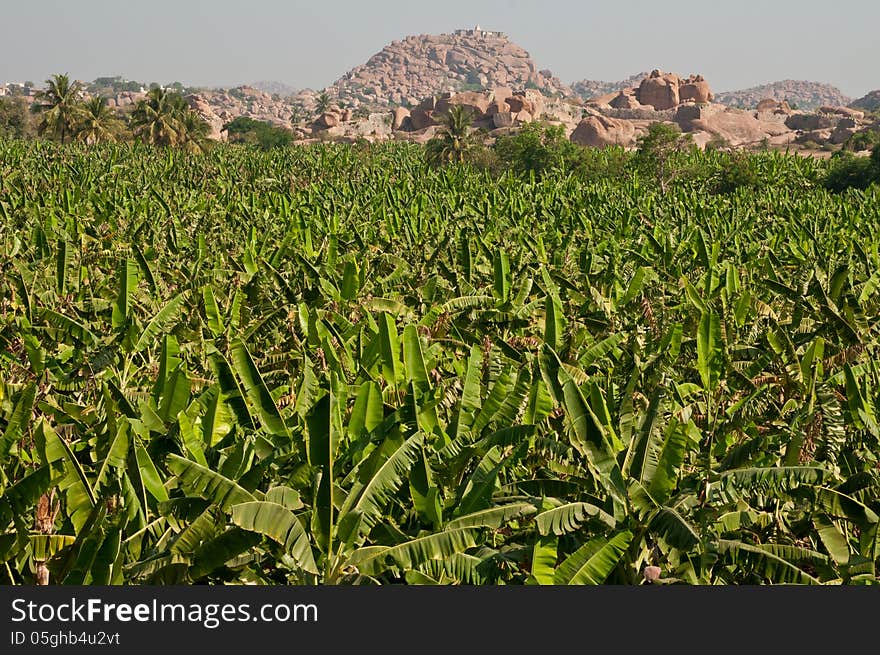 Banana plantation