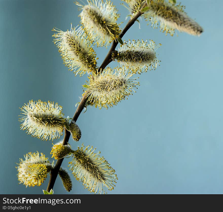 Soft and fluffy willow twig in spring. Soft and fluffy willow twig in spring