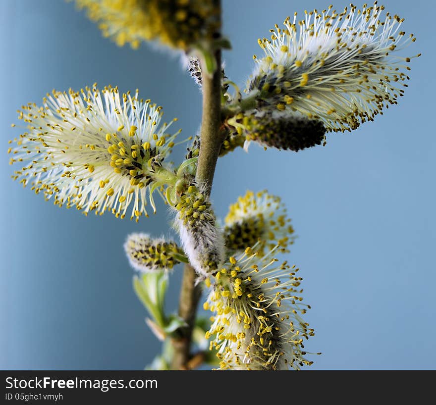 Soft and fluffy willow twig in spring. Soft and fluffy willow twig in spring