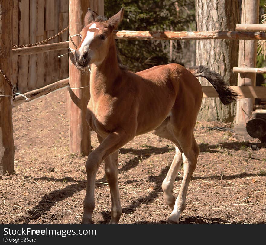 Running and playing horse foal