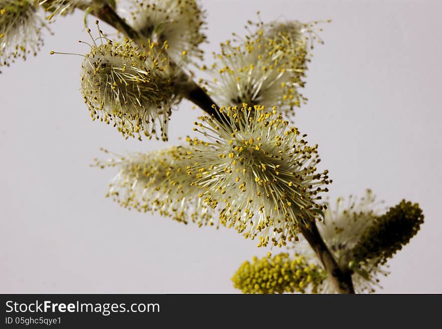 Soft and fluffy willow twig in spring. Soft and fluffy willow twig in spring