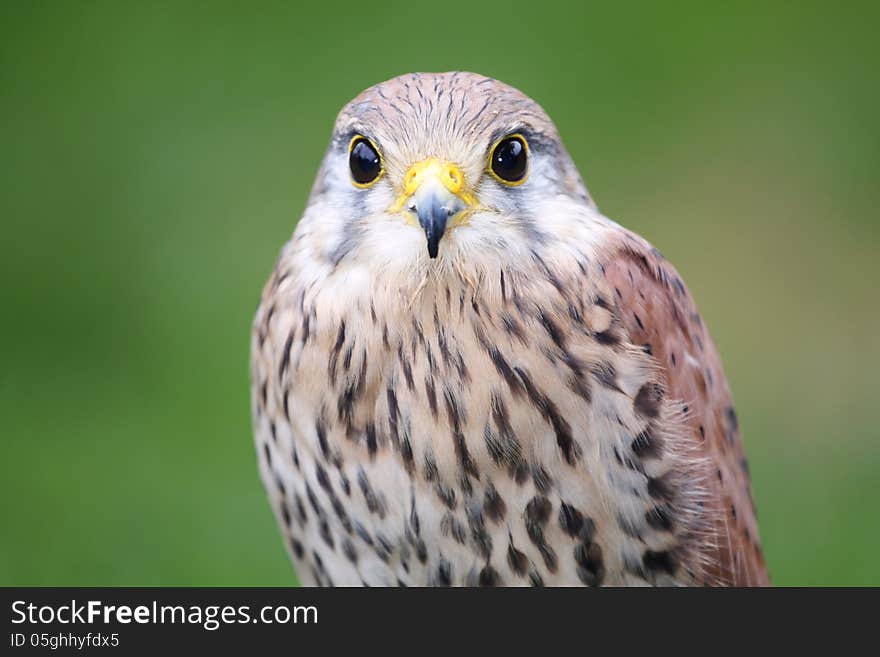 Young kestrel her portrait in green