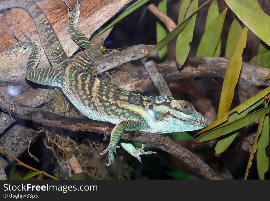 Striped Anole Balancing on Tree Branch. Striped Anole Balancing on Tree Branch