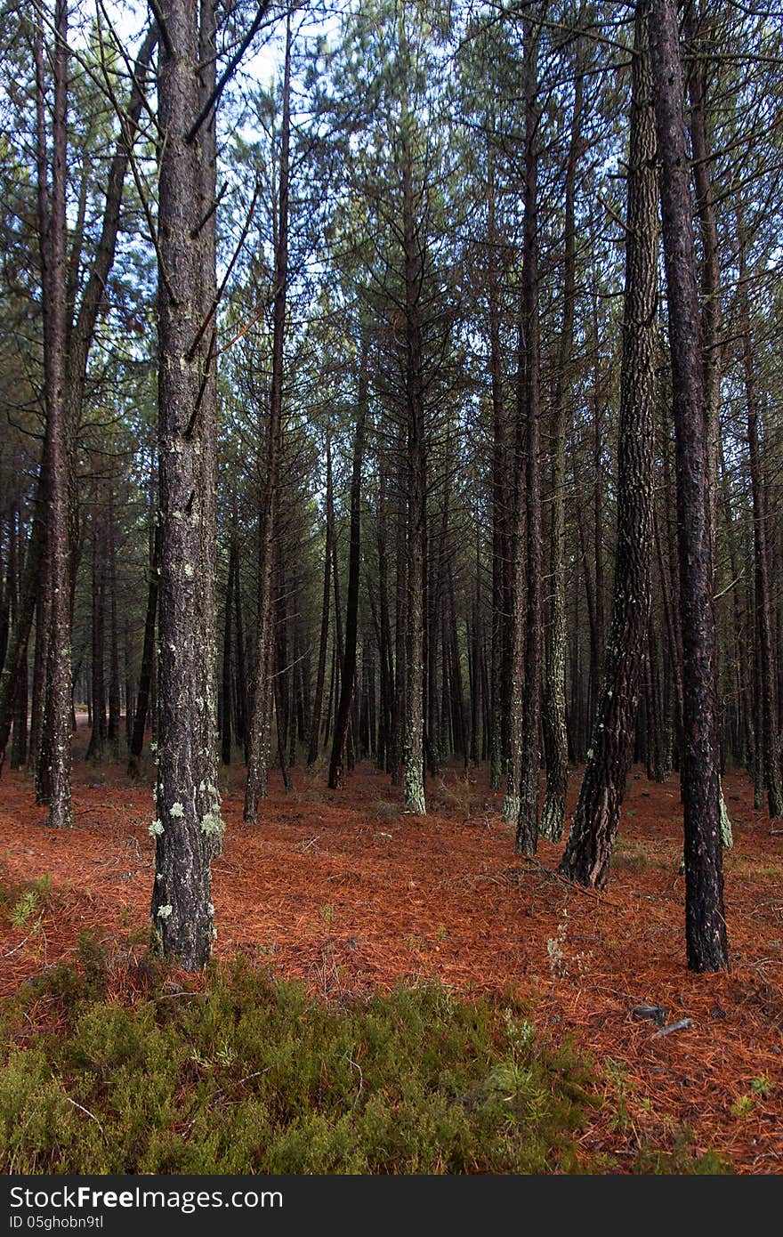 Pine forest with tall straight pines a rainy day. Pine forest with tall straight pines a rainy day