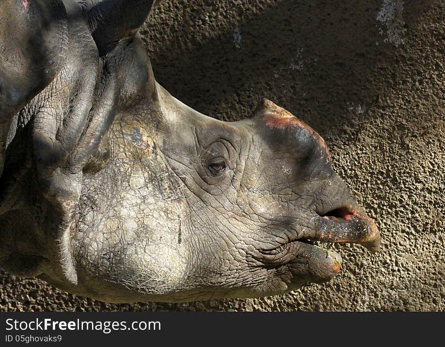 Close up detail profile portrait of Asian Rhino. Close up detail profile portrait of Asian Rhino