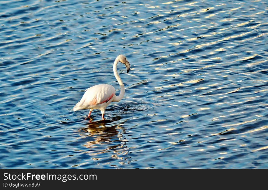 Lesser Flamingo feeding in the Milneton Lagoon in the morning