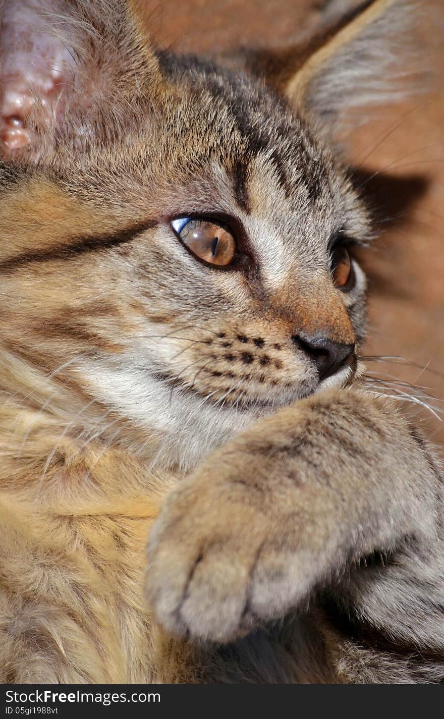 Close up of little cat with big eyes. Close up of little cat with big eyes