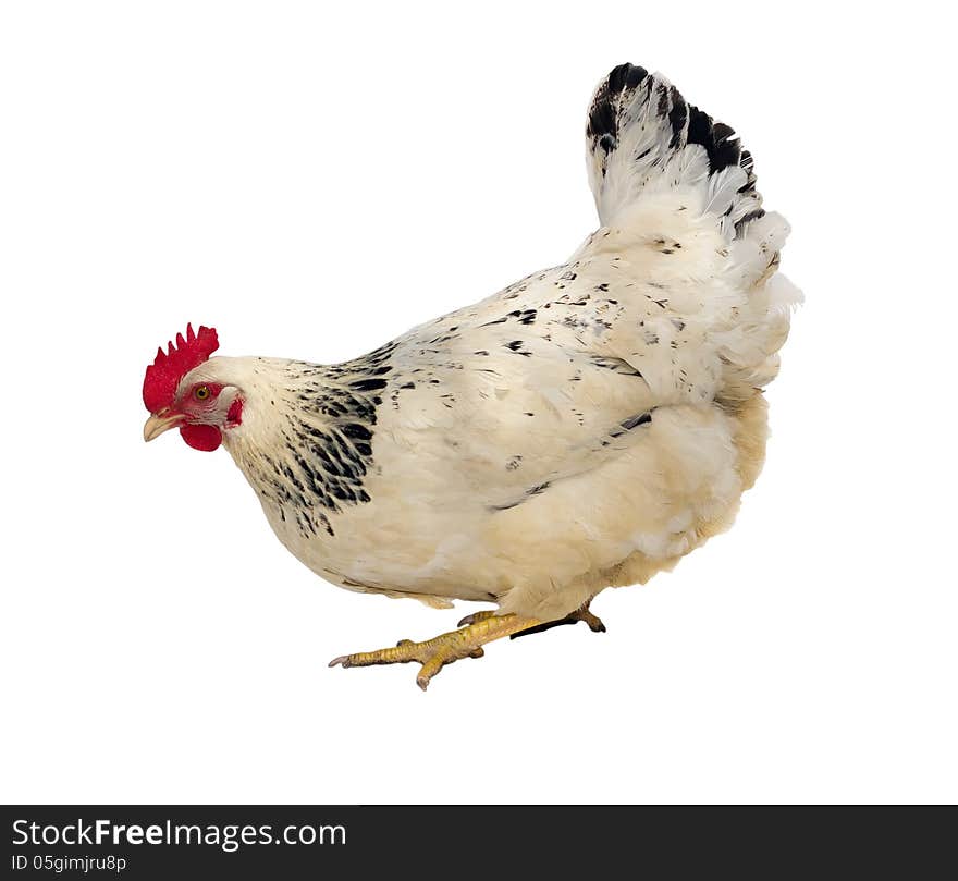 White hen isolated on white, studio shot.