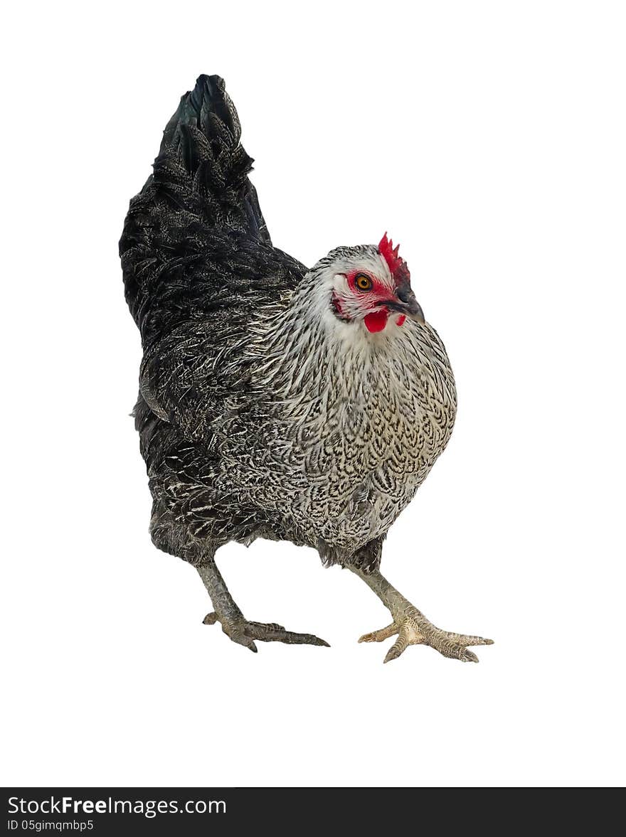 One black hen isolated on white, studio shot. One black hen isolated on white, studio shot.